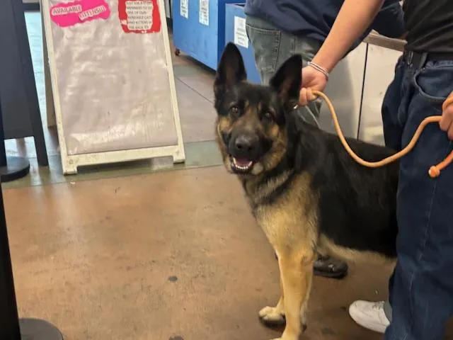 An adult large-sized male German Shepherd Dog dog named Rex for adoption in Van Nuys, CA