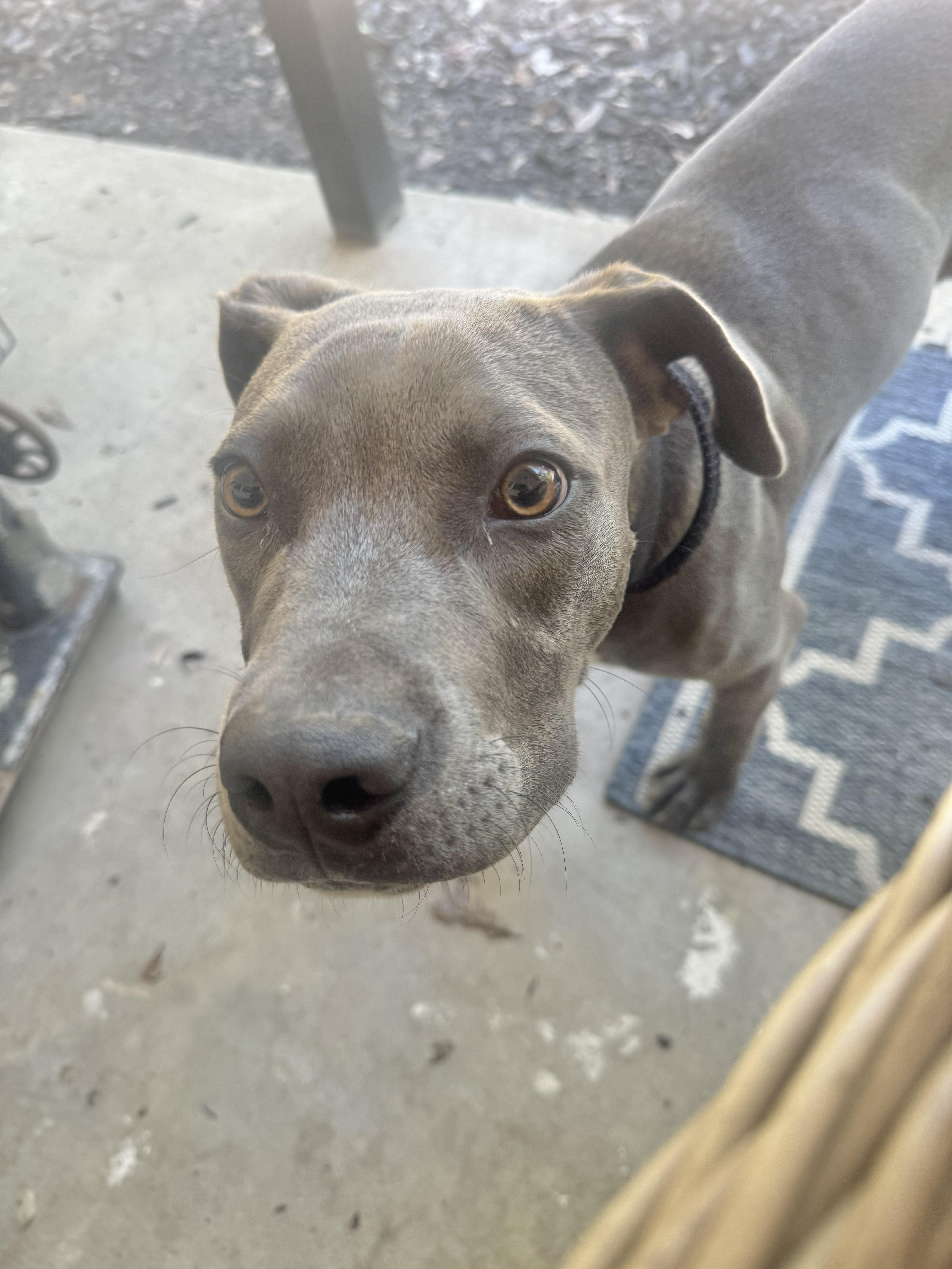 A baby medium-sized male Pit Bull Terrier dog named Harley for adoption in Manchester, CT