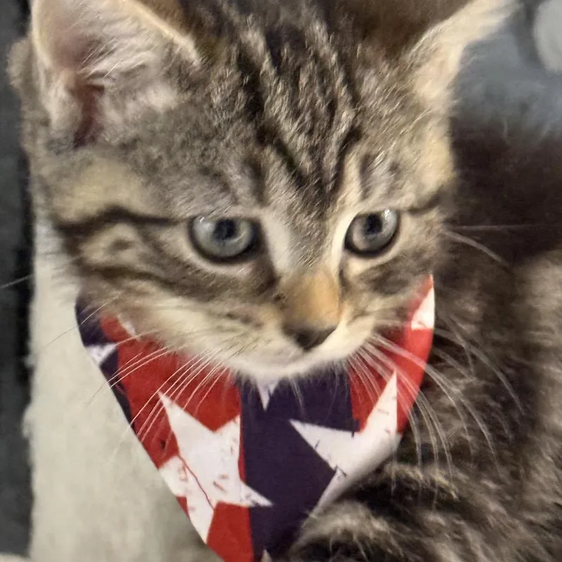 A baby small-sized male Black Domestic Short Hair cat named Sprite for adoption in Middle Village, NY