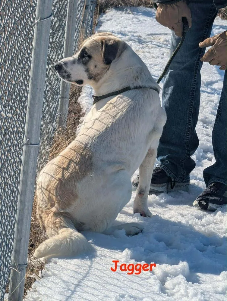 A young large-sized male Anatolian Shepherd dog named Jagger for adoption in Wolfe City, TX
