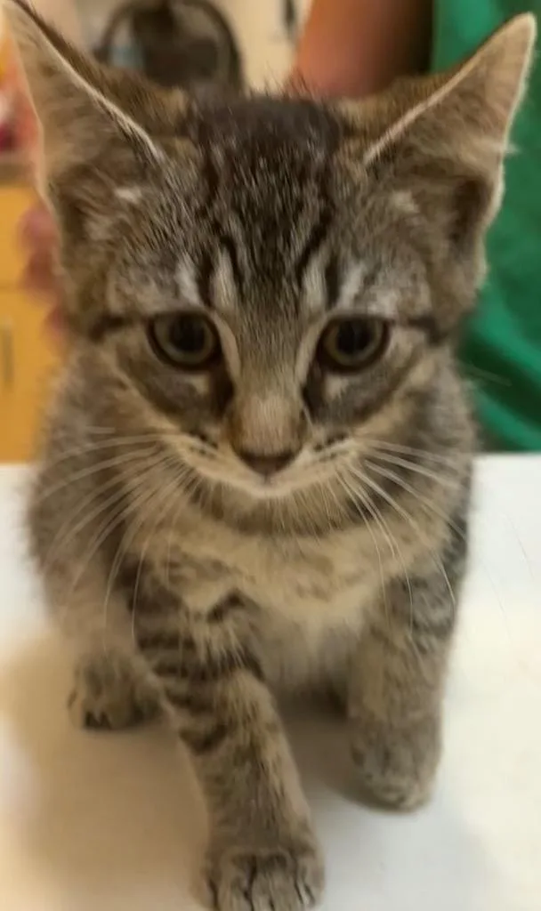 A baby small-sized female Domestic Short Hair cat named Ocelot for adoption in Elizabethton, TN