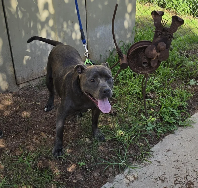 A young large-sized male Gray / Blue / Silver Pit Bull Terrier dog named Blue for adoption in Sheridan, TX