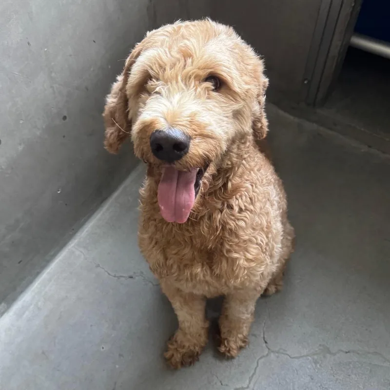 An adult medium-sized male Standard Poodle dog named Kodak A for adoption in Mission Hills, CA