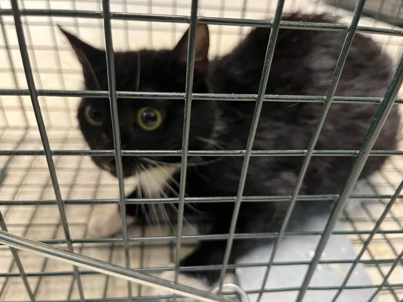 A young medium-sized female Domestic Short Hair cat named Smokie for adoption in Mount Gilead, NC