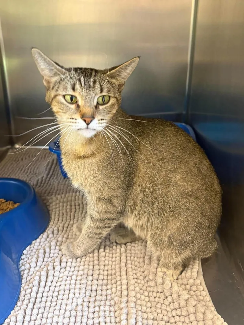 A young medium-sized female Tabby (Brown / Chocolate) Domestic Short Hair cat named Ruth for adoption in Maryville, MO