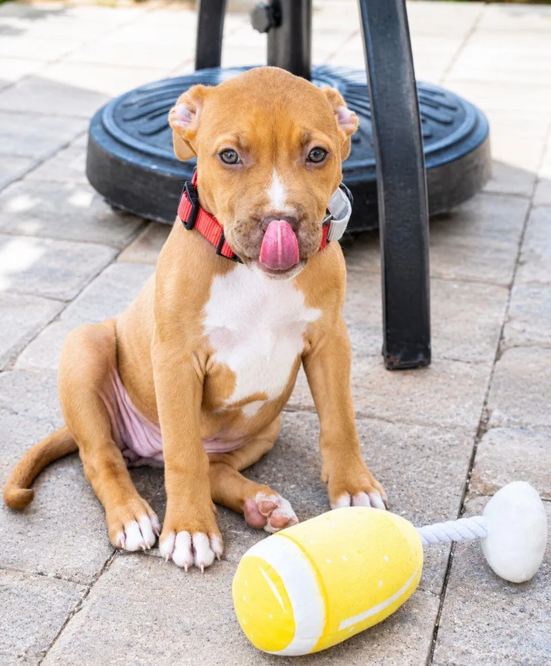 A baby medium-sized female Brown / Chocolate Pit Bull Terrier dog named Zara for adoption in miami, FL