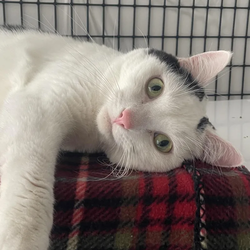 An adult medium-sized male Black Domestic Short Hair cat named French Toast for adoption in Chicago, IL