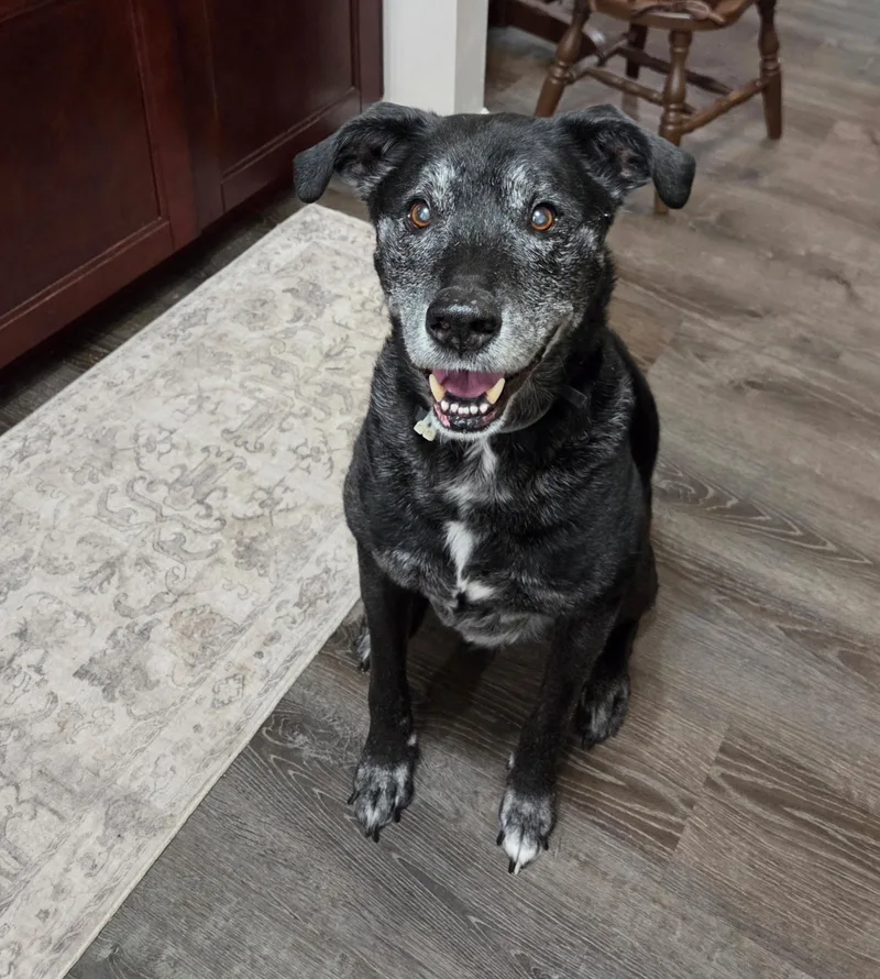 A senior medium-sized male Black Labrador Retriever dog named Sebastian for adoption in Saint Augustine, FL