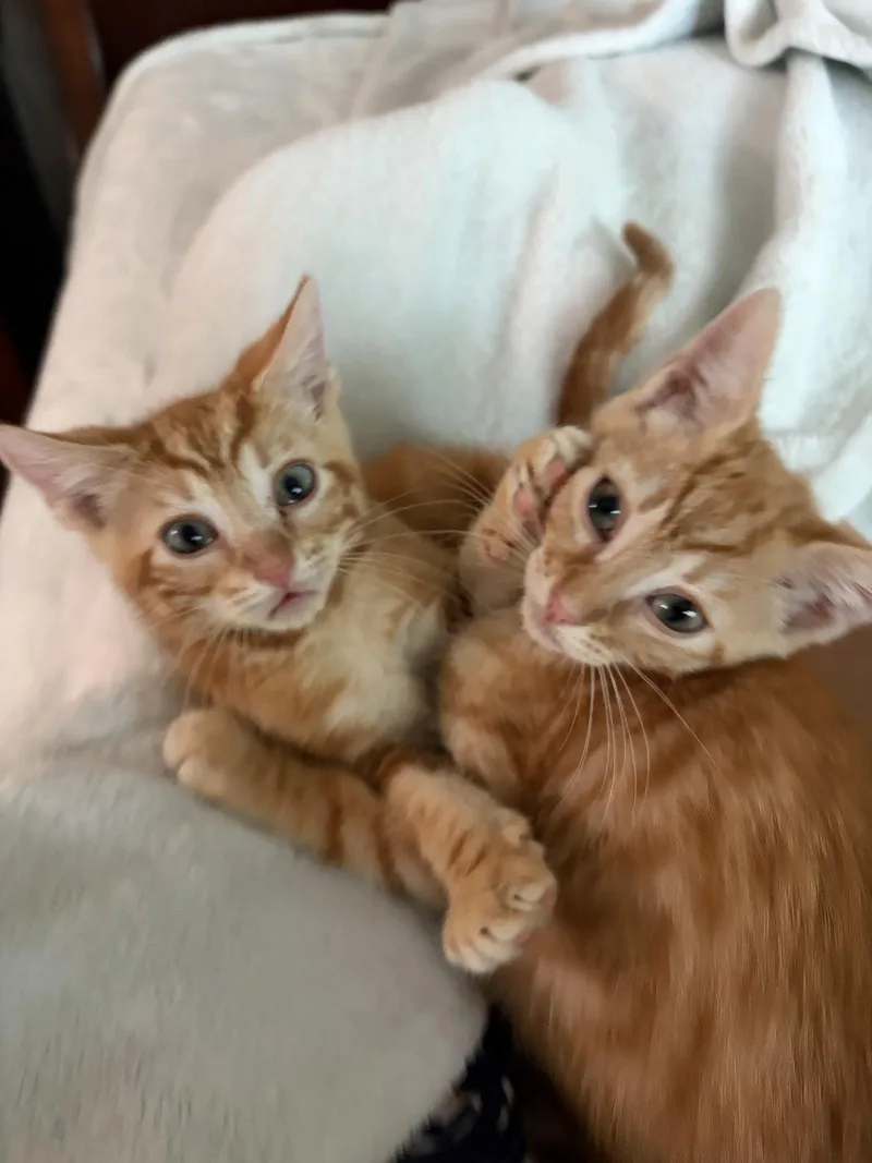 A baby medium-sized female Orange / Red Domestic Short Hair cat named Britta von Biscuit for adoption in Orlando, FL