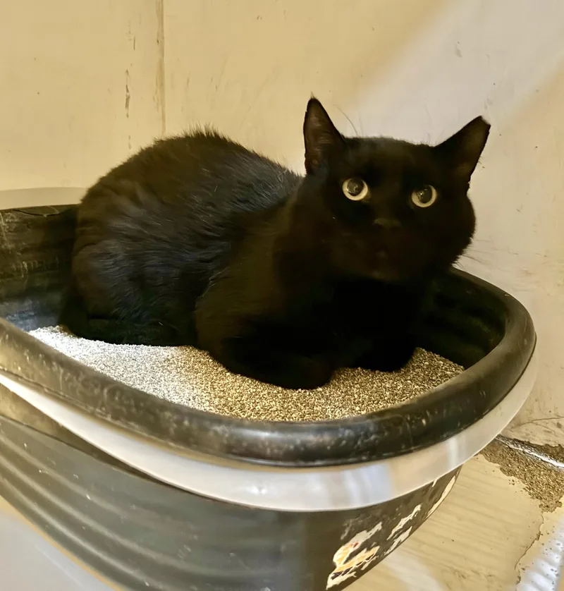 An adult large-sized male Black Domestic Short Hair cat named Pops for adoption in Marana, AZ