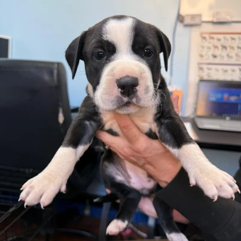 A baby small-sized female Mixed Breed dog named Aurora for adoption in Wahiawa, HI