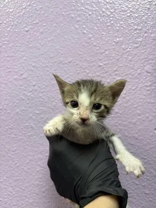 A baby small-sized male White Domestic Short Hair cat named 61303661 for adoption in El Paso, TX