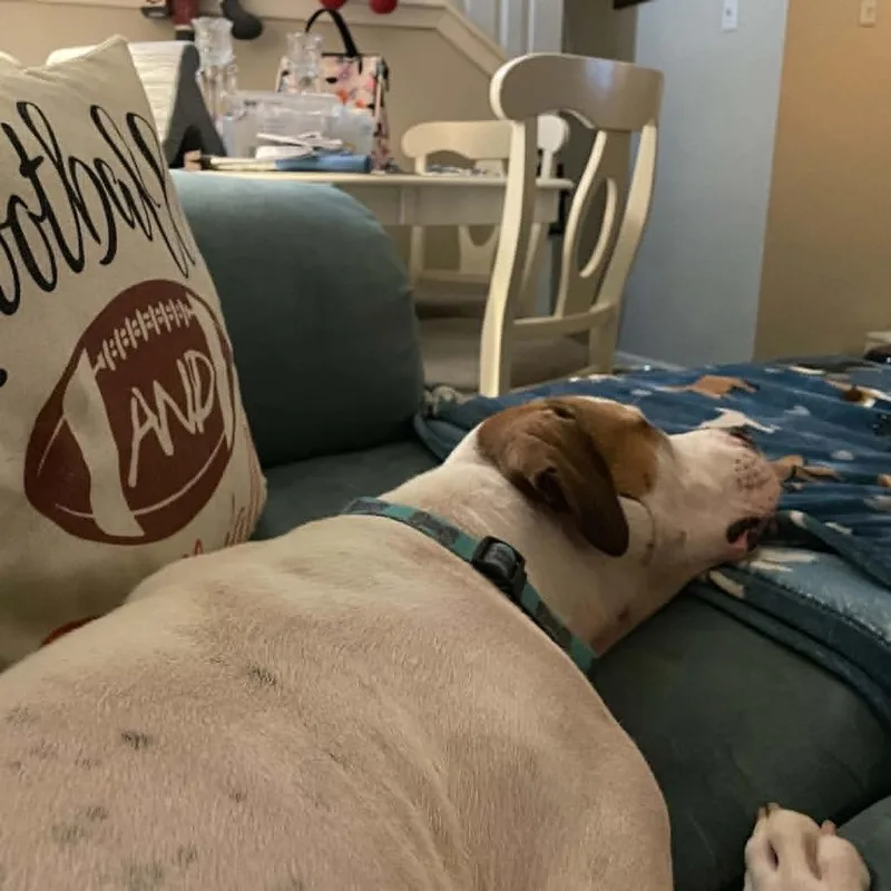 Buddy "bohdi" thumbnail 6