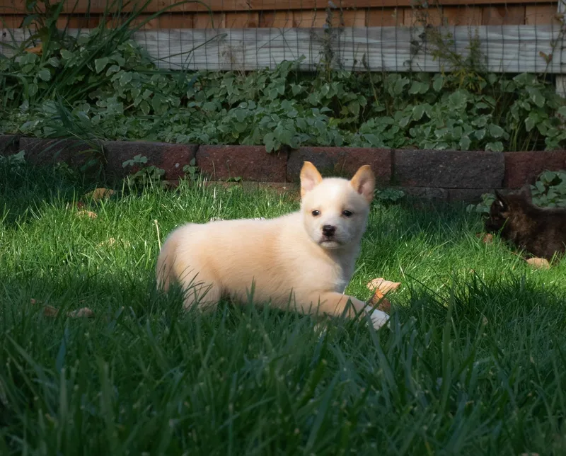 A young medium-sized female Rat Terrier dog named Basil for adoption in Elizabeth, CO