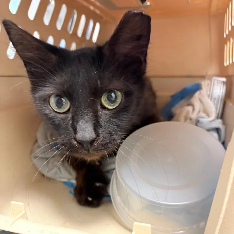 An adult medium-sized female Black Domestic Medium Hair cat named Sombra for adoption in Philadelphia, PA