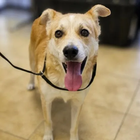 A young medium-sized male Apricot / Beige Bearded Collie dog named Bentley for adoption in Naperville, IL