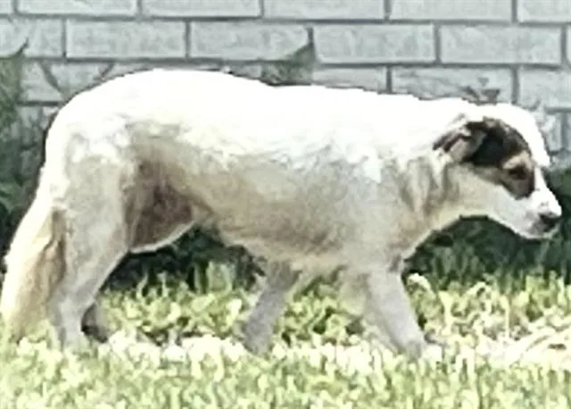 A young medium-sized male Australian Shepherd dog named A for adoption in Houston, TX