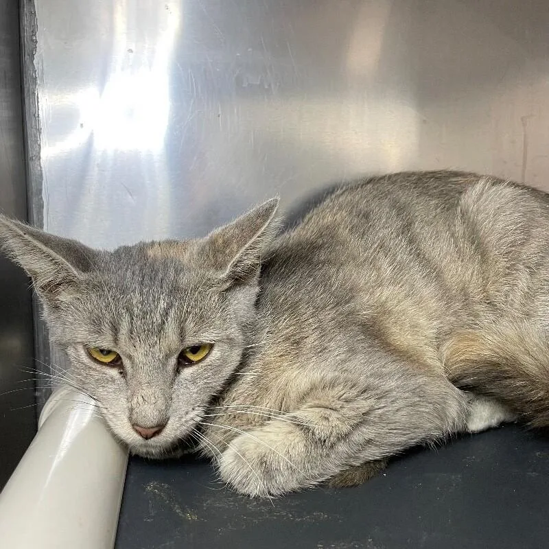 An adult medium-sized female Domestic Short Hair cat named Sawyer for adoption in Roanoke, VA
