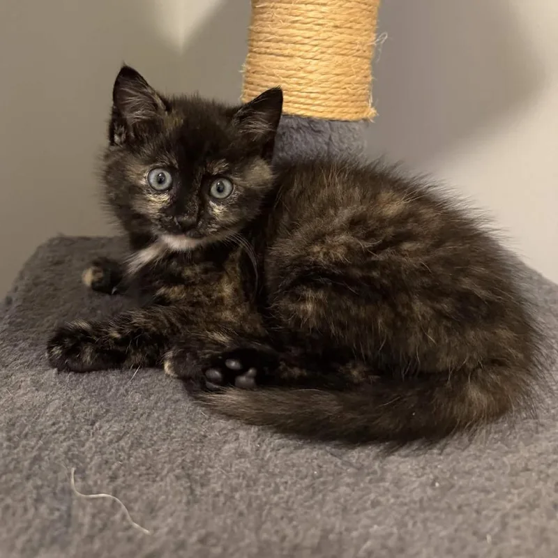A baby small-sized female Domestic Long Hair cat named Jolene for adoption in Delaware, OH