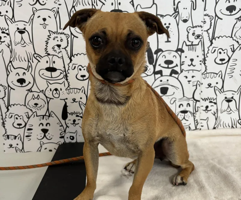 A young small-sized female Pug dog named Canelita for adoption in San Pedro, CA