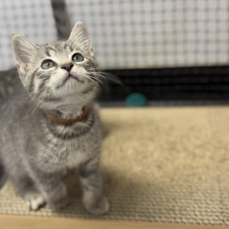 A baby small-sized male Gray / Blue / Silver Domestic Short Hair cat named Pluto for adoption in Ridgely, MD
