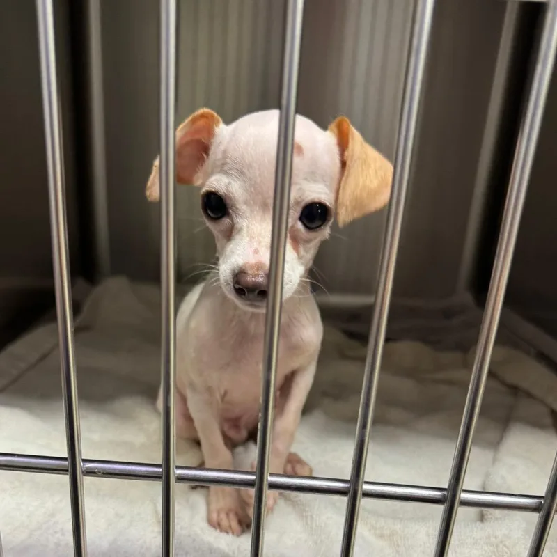 Dobby doo thumbnail 2
