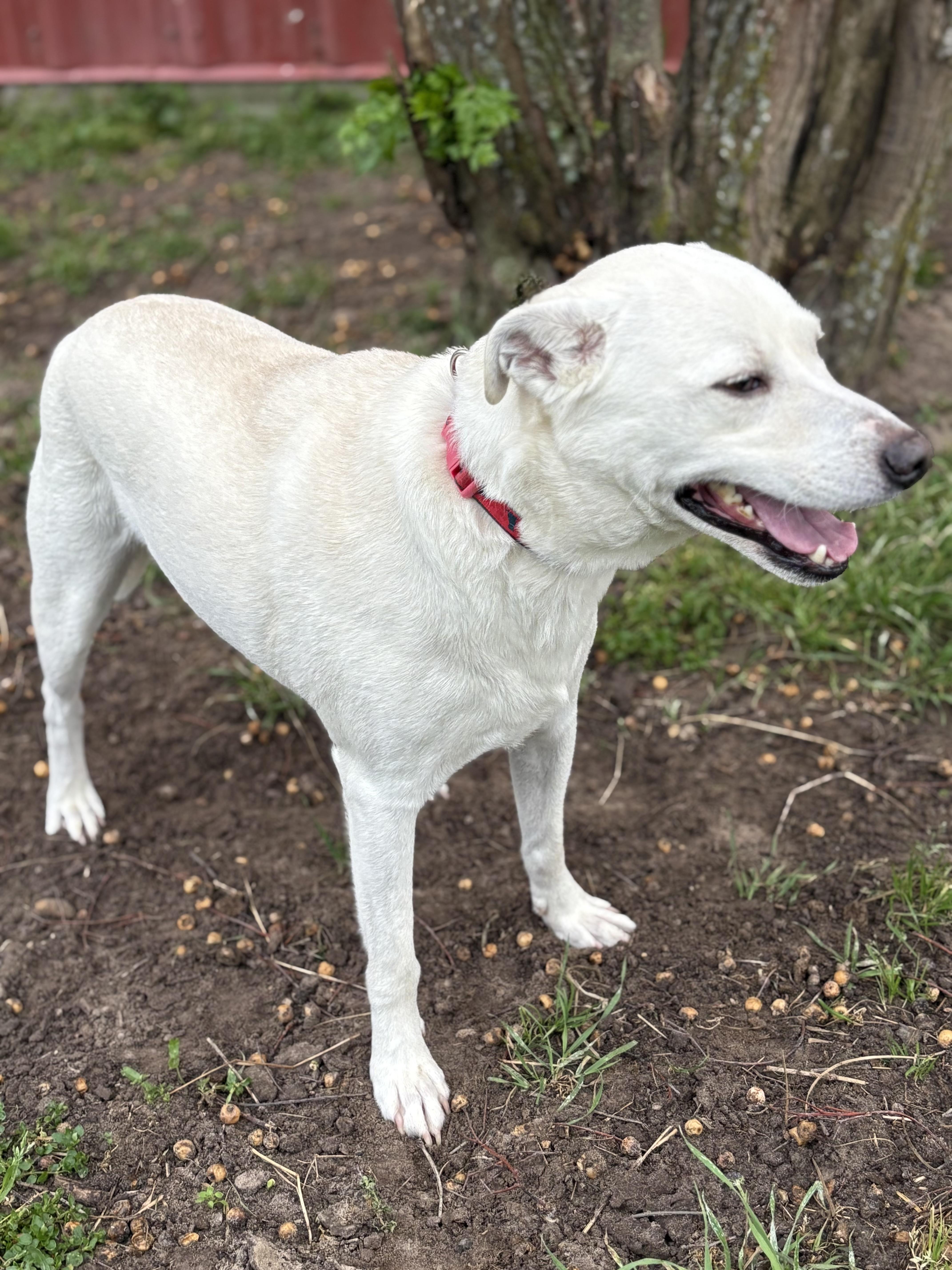 An adult medium-sized male White / Cream Labrador Retriever dog named Lucky for adoption in Madisonville, TX