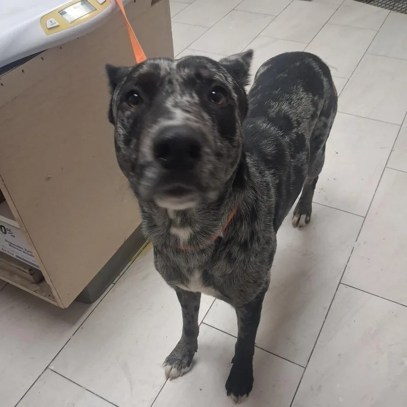 An adult large-sized male Gray / Blue / Silver Catahoula Leopard Dog dog named Duke for adoption in Lufkin, TX