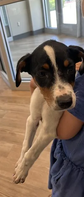 A baby small-sized female Labrador Retriever dog named Delicia for adoption in Pearland, TX