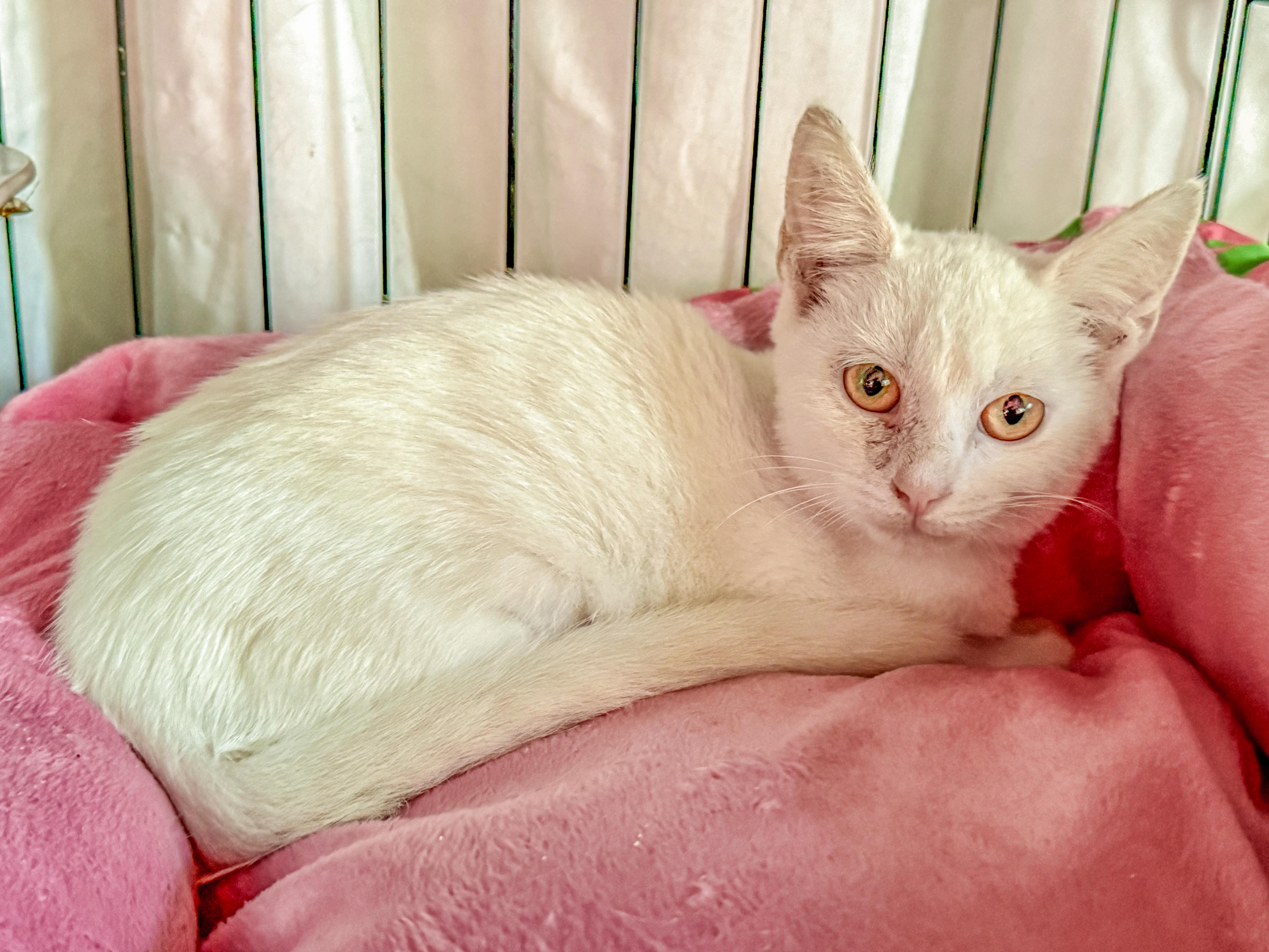 A baby small-sized female Domestic Short Hair cat named Winter for adoption in Johnson City, TN