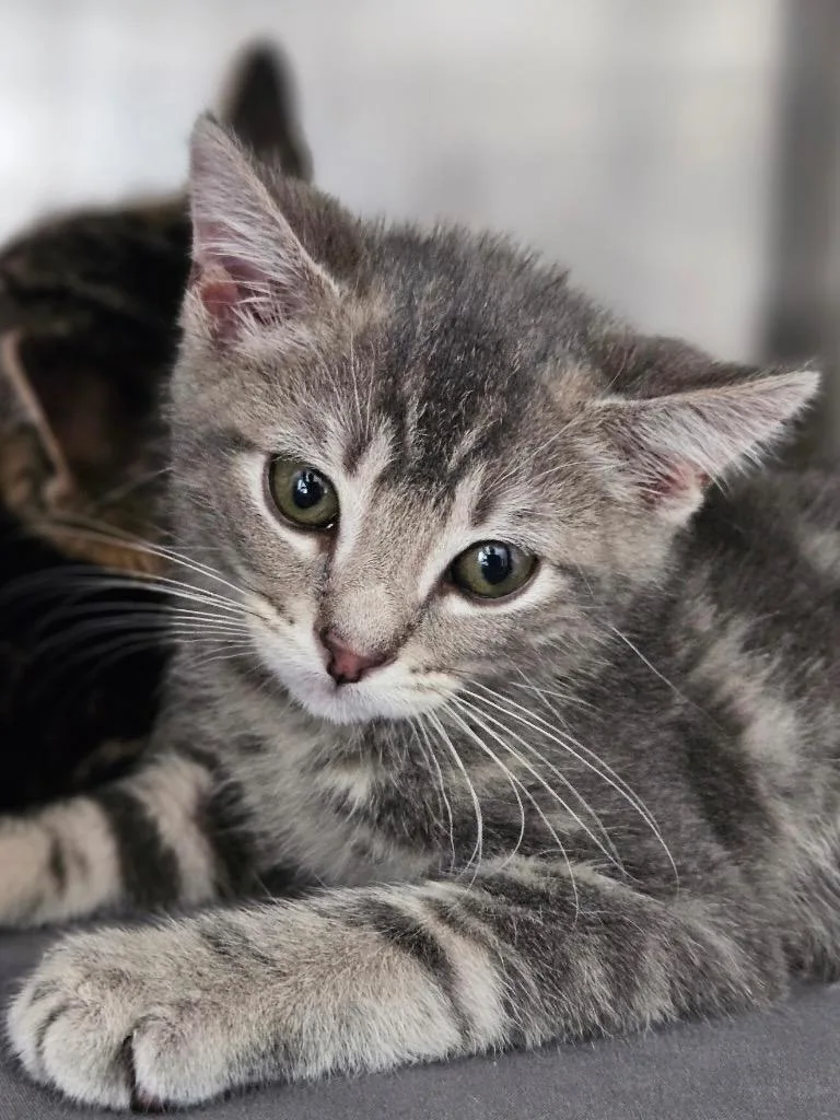A baby medium-sized male Domestic Short Hair cat named Mato for adoption in Pomona, NY