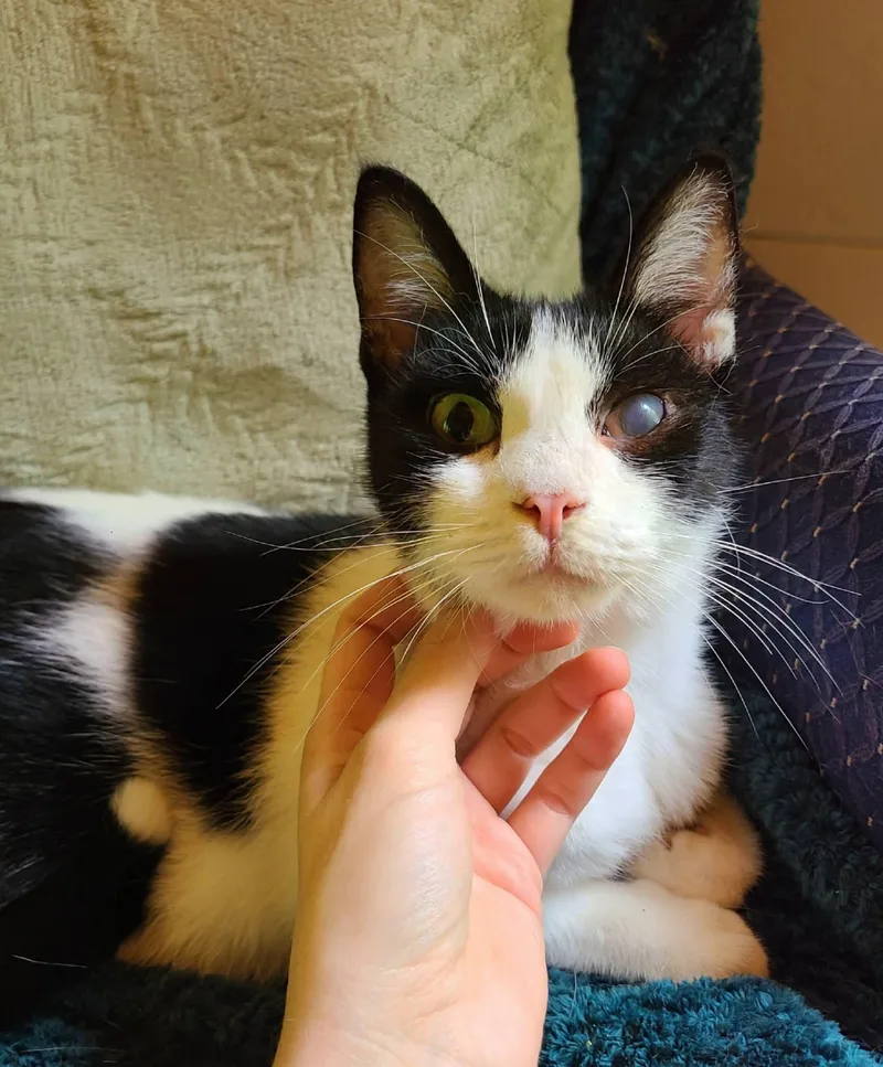 A young medium-sized male White Domestic Short Hair cat named Nibsy for adoption in Ellijay, GA