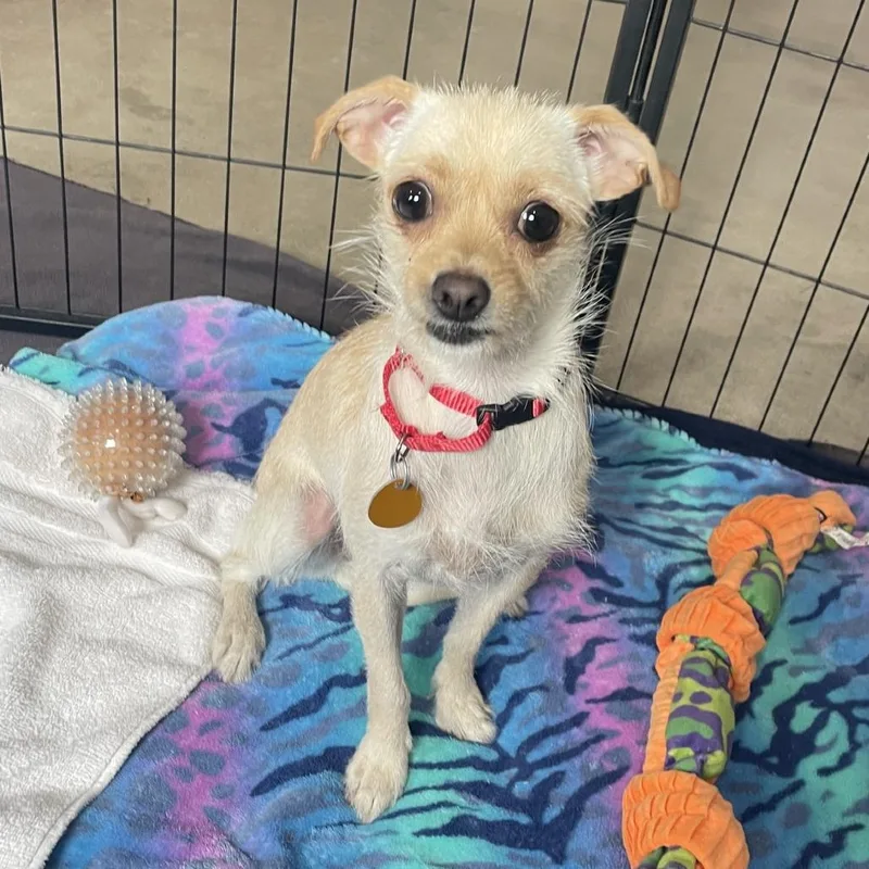 A young small-sized female White / Cream Terrier dog named Biscotti for adoption in Prescott, AZ