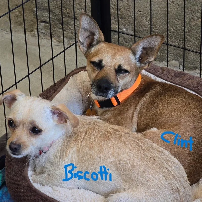 Biscotti thumbnail 2
