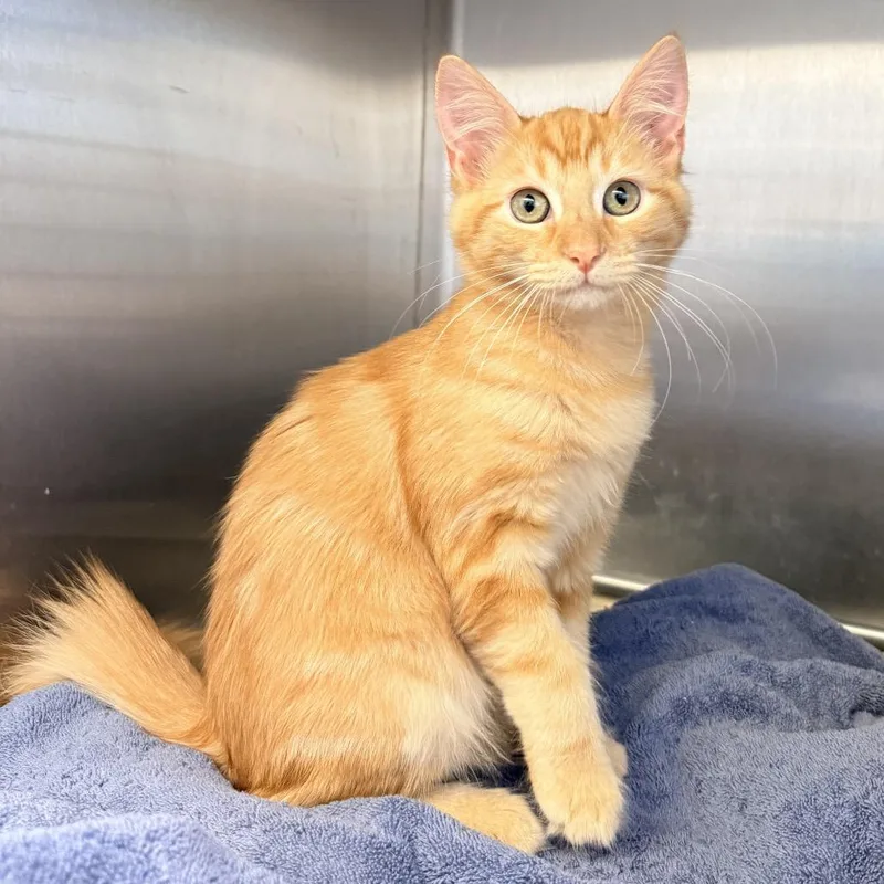 A baby medium-sized male Orange / Red Domestic Short Hair cat named Scout for adoption in Palm Springs, CA