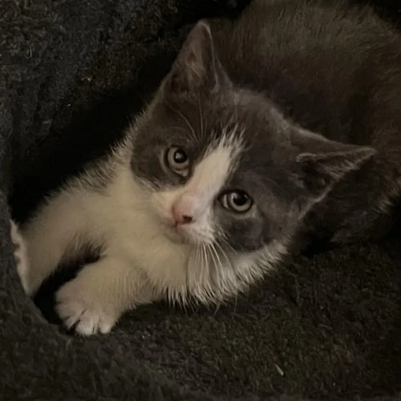 A baby medium-sized male Gray & White Domestic Short Hair cat named Sage & Juniperbonded Pair for adoption in Laurel, MD