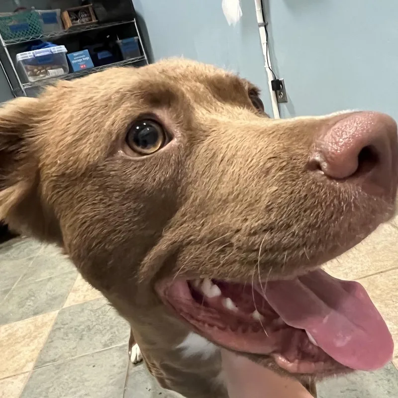 A young medium-sized female Brown / Chocolate Mixed Breed dog named Buttercup for adoption in Chattanooga, TN