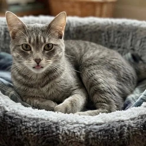 A young medium-sized female Domestic Short Hair cat named Luna for adoption in Pittsfield, IL