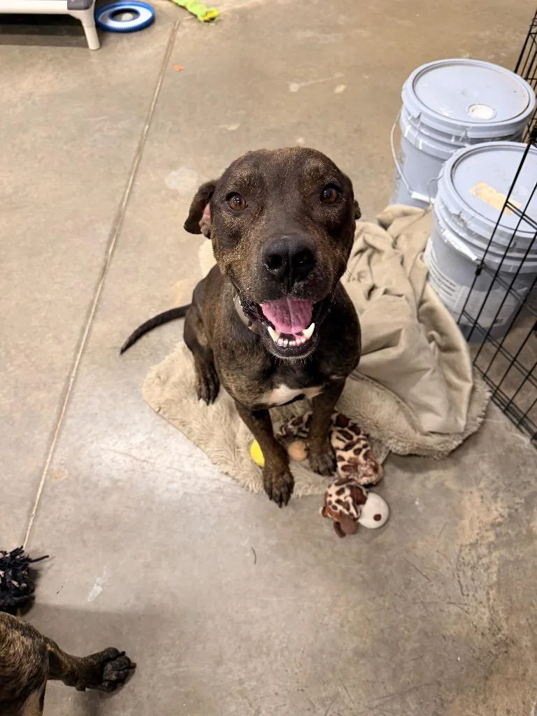 A young medium-sized male Pit Bull Terrier dog named Castiel for adoption in Newcastle, OK