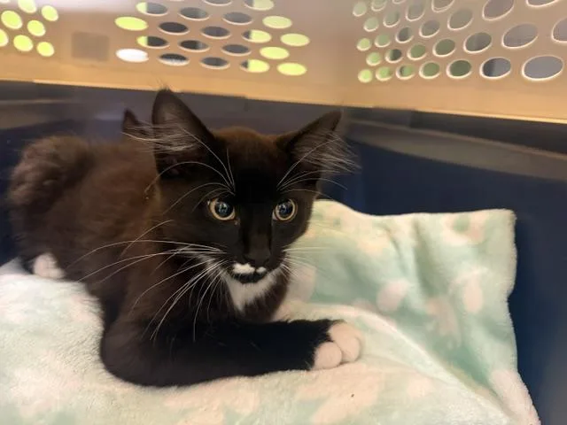 A baby medium-sized male Domestic Medium Hair cat named Phi for adoption in Kent, WA