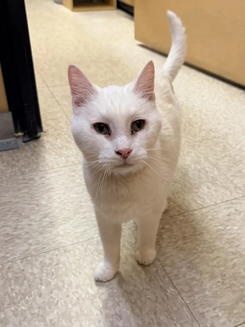 A senior medium-sized male White Domestic Short Hair cat named Malachi for adoption in Albuquerque, NM