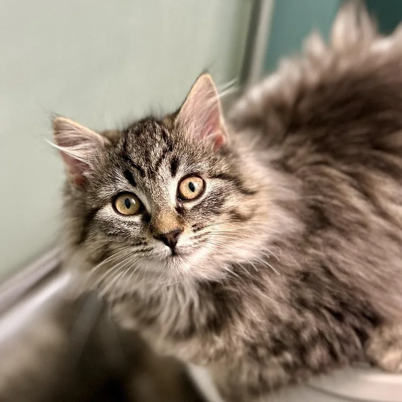 A baby small-sized female Domestic Long Hair cat named Holly for adoption in Stafford, VA