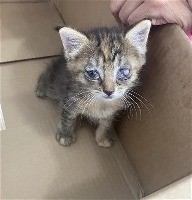 A baby medium-sized female Domestic Short Hair cat named Lily for adoption in Dallas, TX