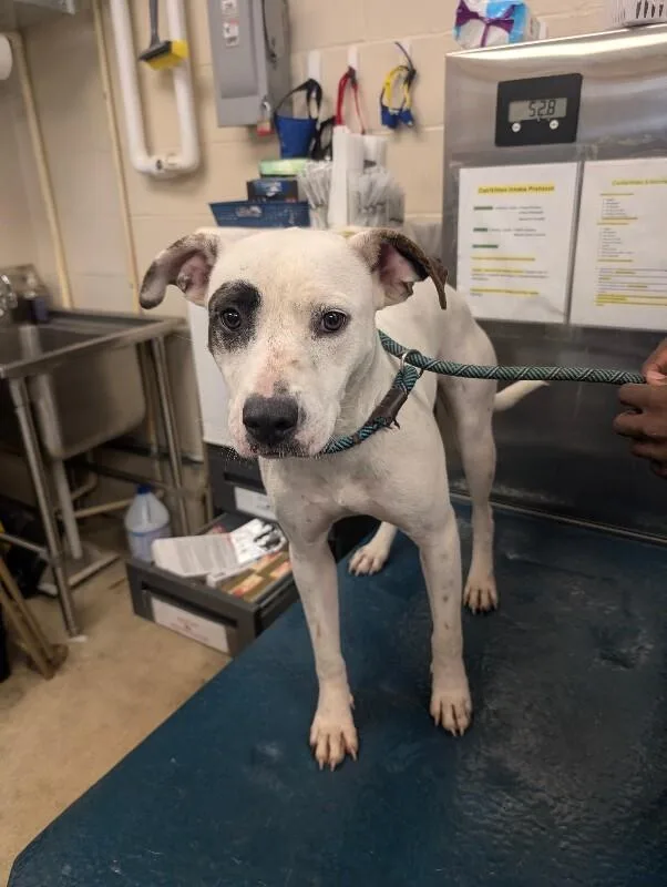 An adult medium-sized female White / Cream Mixed Breed dog named Cheer for adoption in Mobile, AL