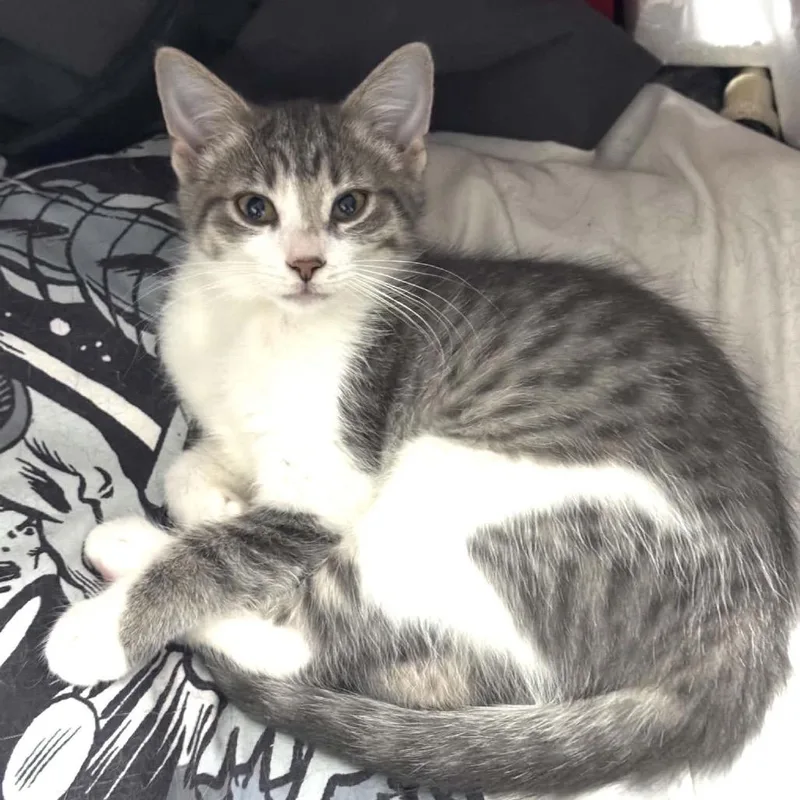 A baby small-sized female Gray / Blue / Silver Domestic Short Hair cat named Starflight Dragonet for adoption in Eaton Rapids, MI