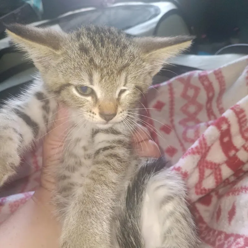 A baby small-sized male Brown / Chocolate Domestic Short Hair cat named Farkle for adoption in Bristol, IN