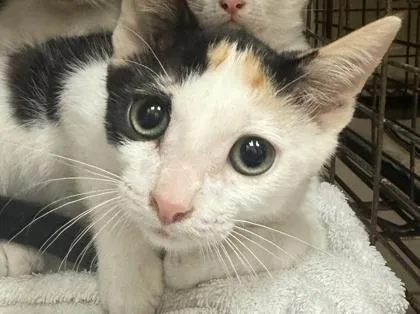 A baby small-sized female Domestic Short Hair cat named Owee for adoption in Honolulu, HI