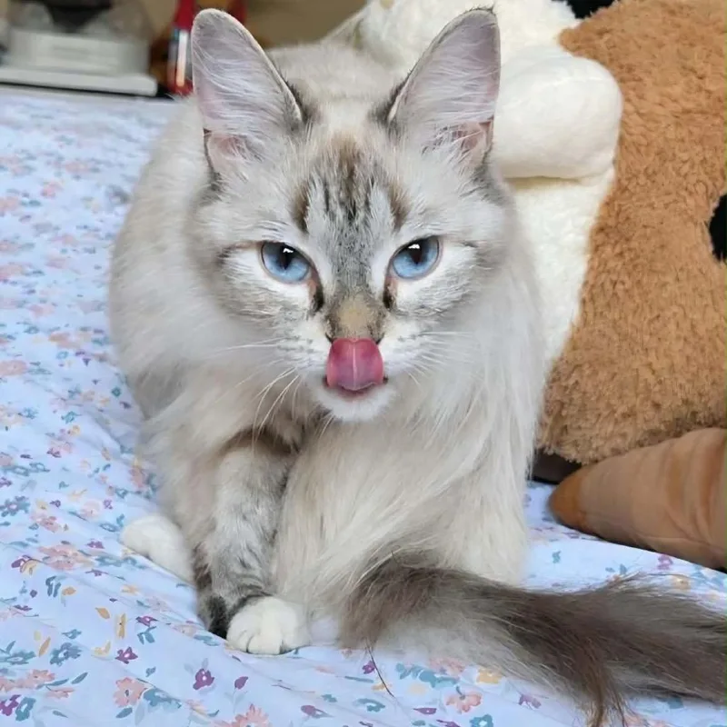 A young medium-sized female Buff / Tan / Fawn Domestic Short Hair cat named Miranda Priestly for adoption in Buffalo, MN