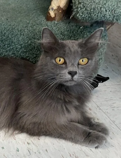 An adult medium-sized female Gray / Blue / Silver Domestic Long Hair cat named Sunshine  KBC for adoption in Dublin, OH