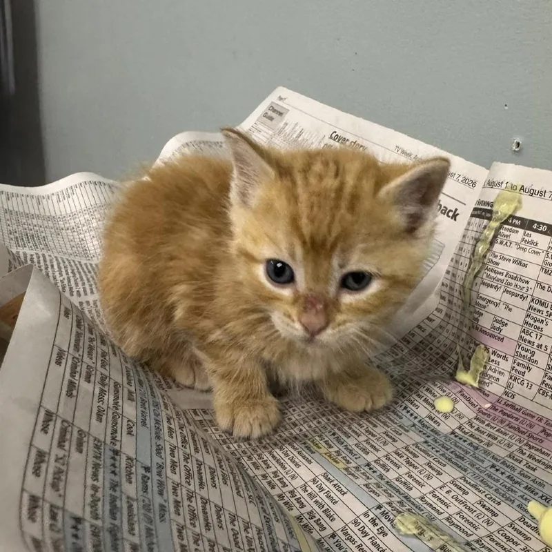 A baby small-sized male Orange / Red Domestic Short Hair cat named Thanksgiving for adoption in Columbia, MO